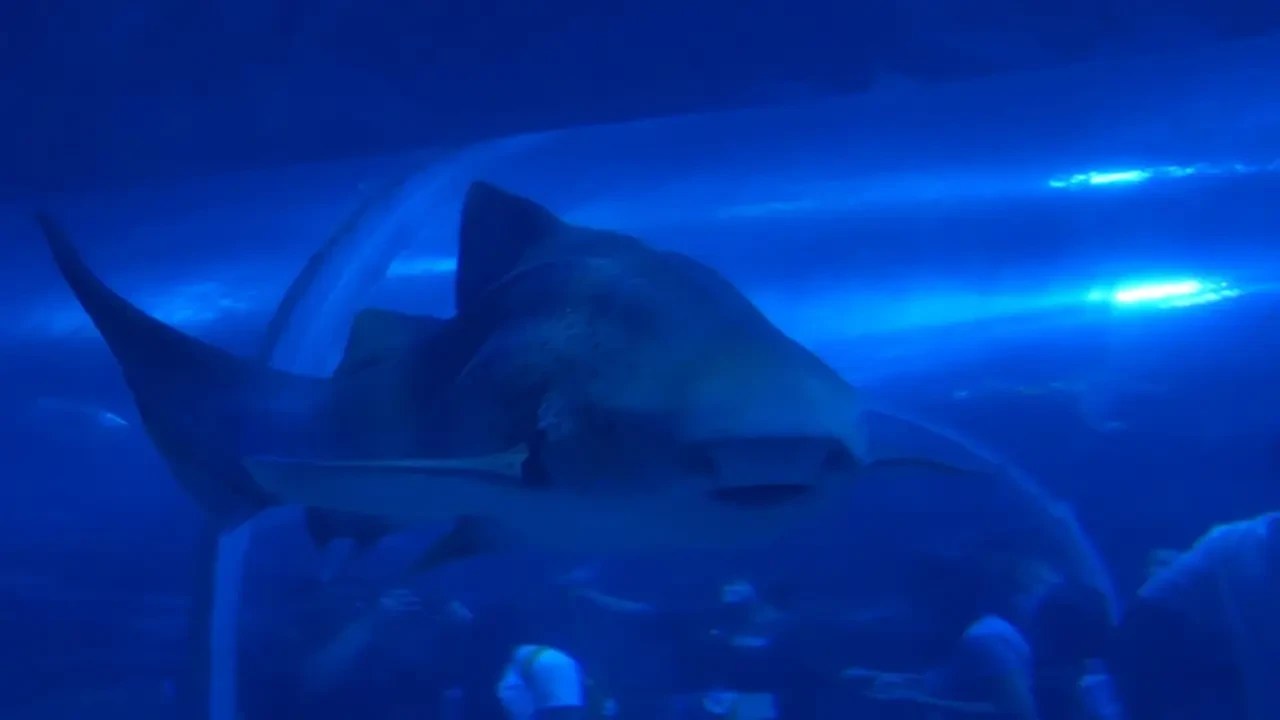 Um tubarão-enfermeiro de cor clara nada em um aquário azul escuro, com a cabeça virada para a frente e o corpo alongado. Luzes brilhantes iluminam o fundo.