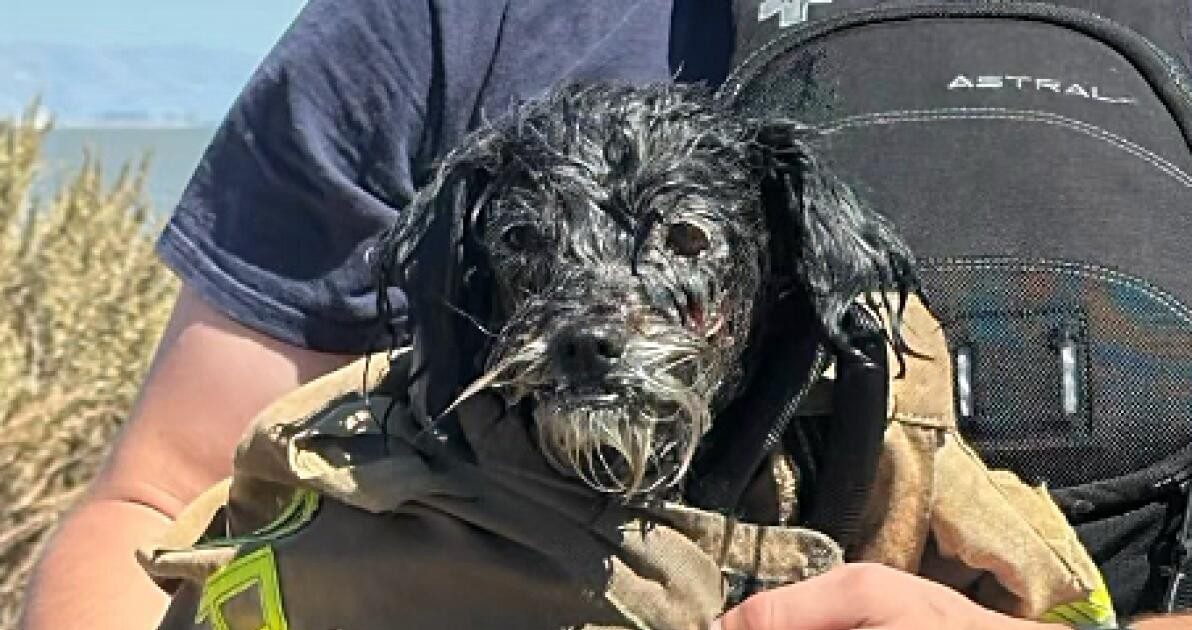 VÍDEO: Cachorro desaparecido desde 4 de julho é resgatado