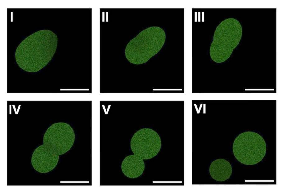 Seis imagens numeradas de I a VI, mostrando a divisão de uma célula verde em um fundo preto. Em I, uma célula oval. Em II, a célula alonga-se. Em III, a célula começa a se estreitar no centro. Em IV, a célula forma um formato de oito. Em V, duas células esféricas, uma maior que a outra, ainda conectadas. Em VI, duas células esféricas separadas, uma grande e uma pequena
