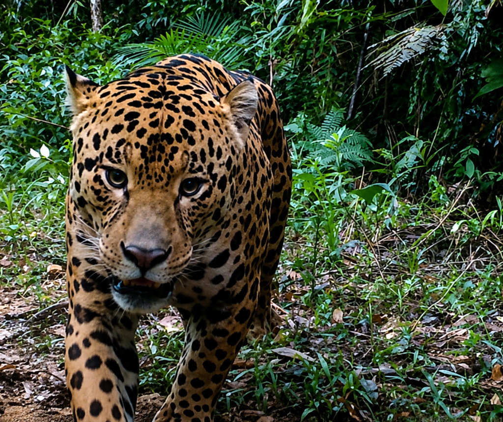 Frio redesenha a vida selvagem no Brasil e muda hábitos de dezenas de espécies