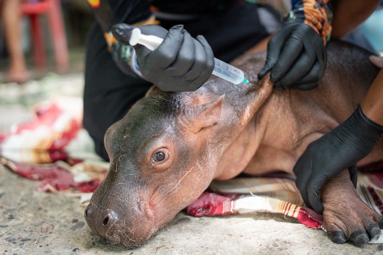 Um hipopótamo filhote deitado no chão, recebendo uma injeção na orelha de uma pessoa com luvas pretas. O animal tem a pele marrom-clara e escura, com olhos grandes e focinho úmido. Há um pano vermelho e branco manchado de sangue sob ele