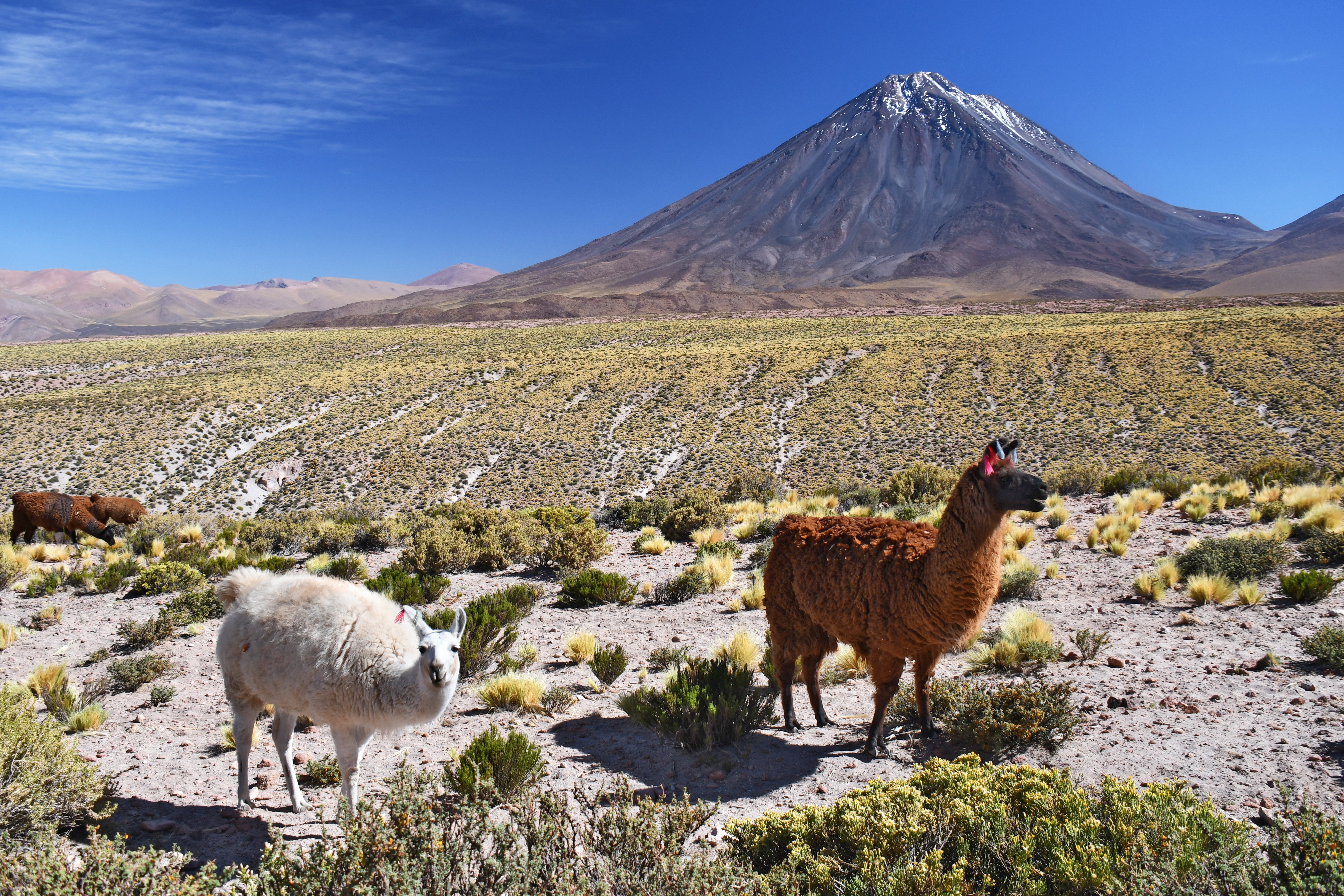 Deserto do Atacama: as cavalgadas são uma forma de explorar essa paisagem única de uma forma mais contemplativa