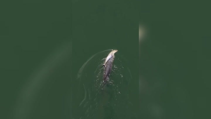 VÍDEO: Golfinho comove ao carregar filhote morto na Austrália - QTU Questões do Universo