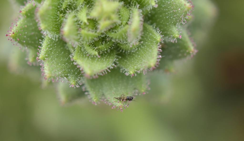 Nova espécie de planta carnívora confirma hipótese de mais de um século de Charles Darwin