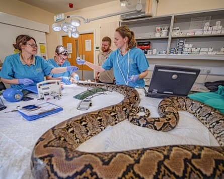 Jodie Foster: duas camas cirúrgicas para o tamanho da cobra
