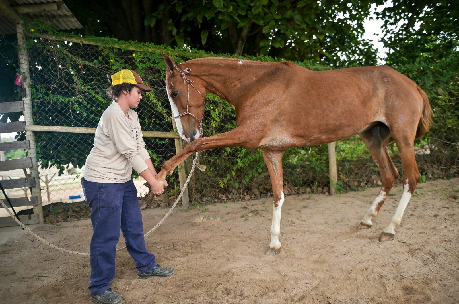 Uma pessoa de boné marrom e amarelo, camisa bege e calça azul segura a pata dianteira de um cavalo marrom com focinho branco, em um cercado de terra com árvores ao fundo