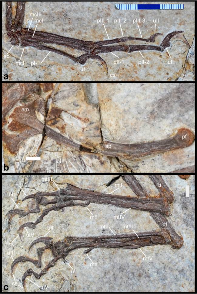 Tr&ecirc;s imagens de f&oacute;sseis de ossos de dinossauro em rocha clara. A primeira mostra ossos do bra&ccedil;o e m&atilde;o com garras, a segunda um osso longo do corpo, e a terceira ossos da perna e p&eacute; com garras, todos com legendas indicando partes anat&ocirc;micas