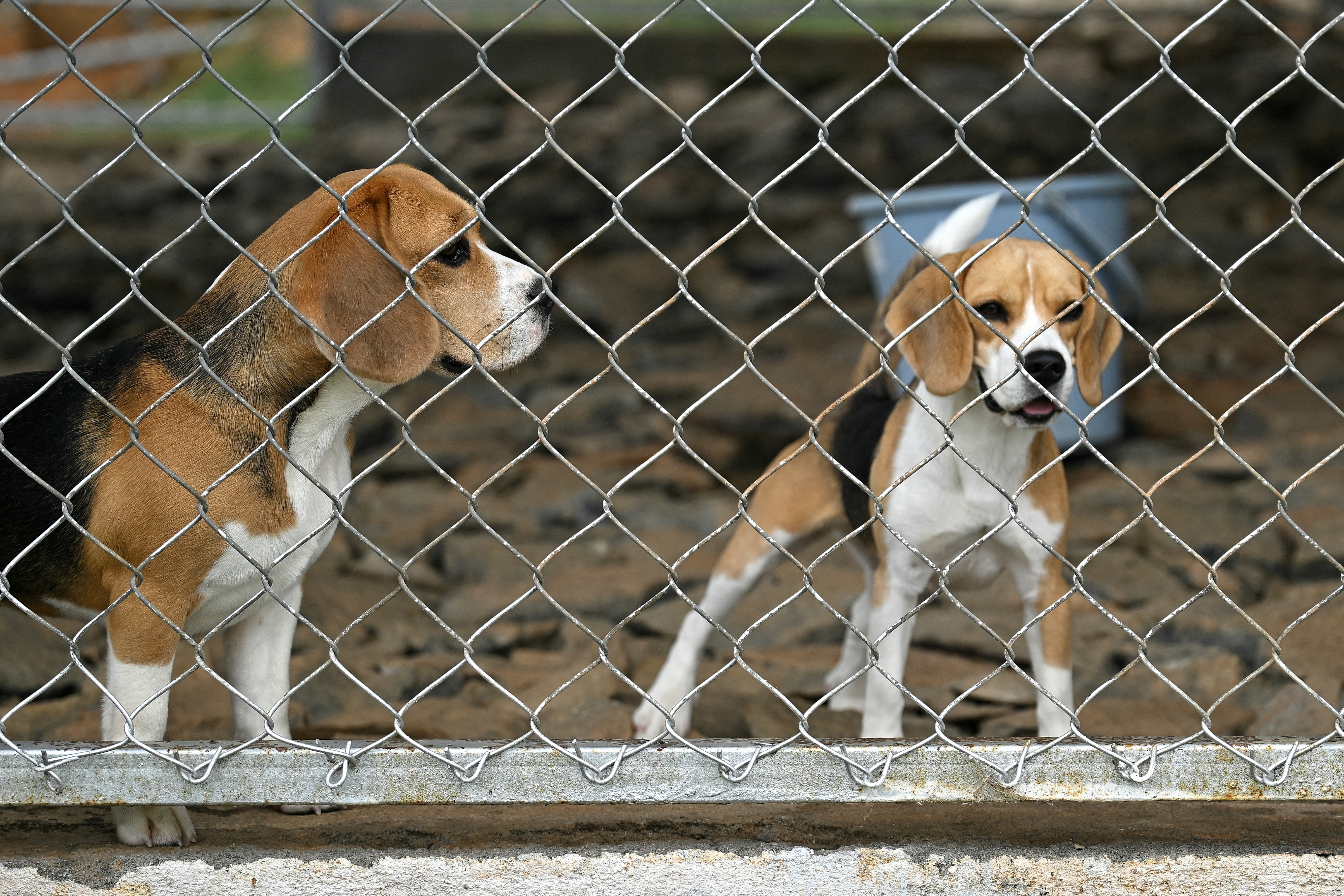 Dois cães da raça beagle, um de perfil e outro de frente com a boca aberta, atrás de uma cerca de arame em um canil