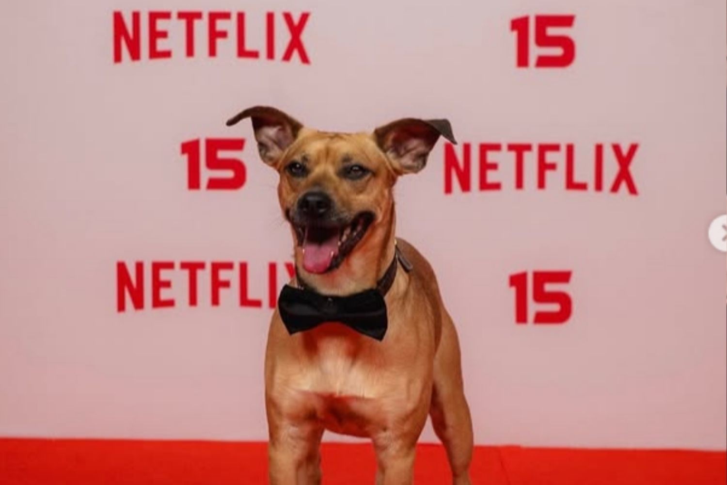 Cachorro caramelo de porte pequeno, usando uma gravata borboleta preta, sorri com a língua para fora em um tapete vermelho. Ao fundo, uma parede branca com os logotipos NETFLIX e o número 15 repetidos em vermelho