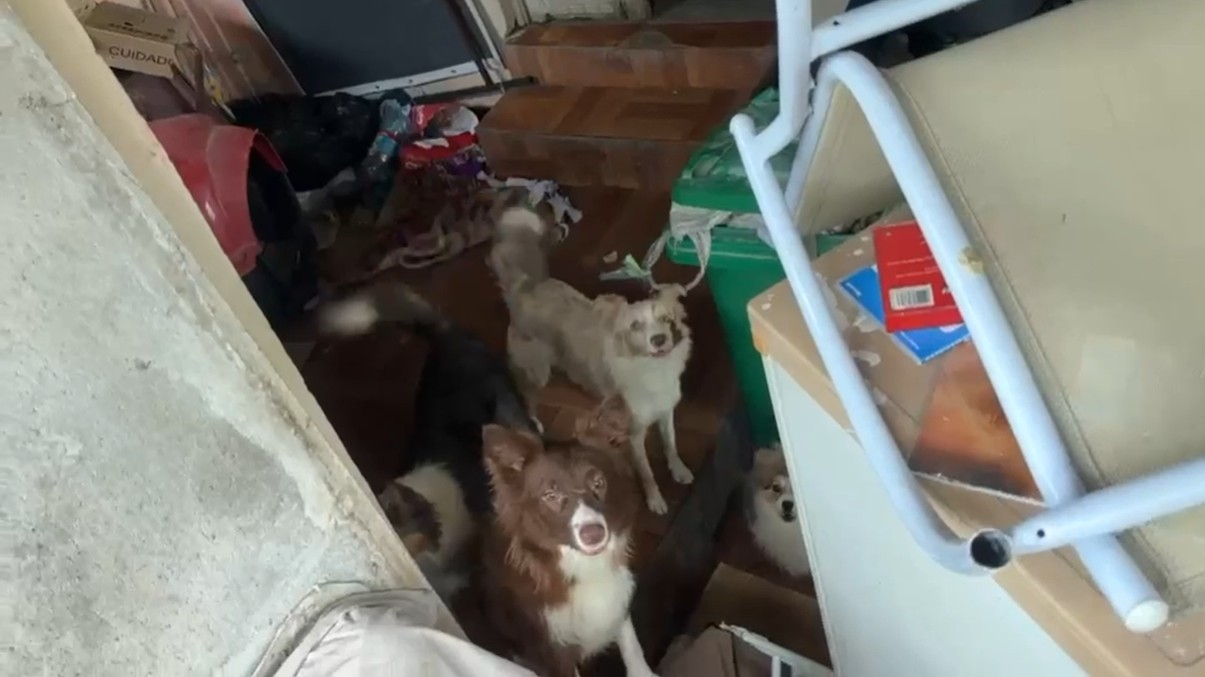 Polícia prende mulher e resgata mais de 15 cães em situação de maus-tratos no Rio; veja vídeos