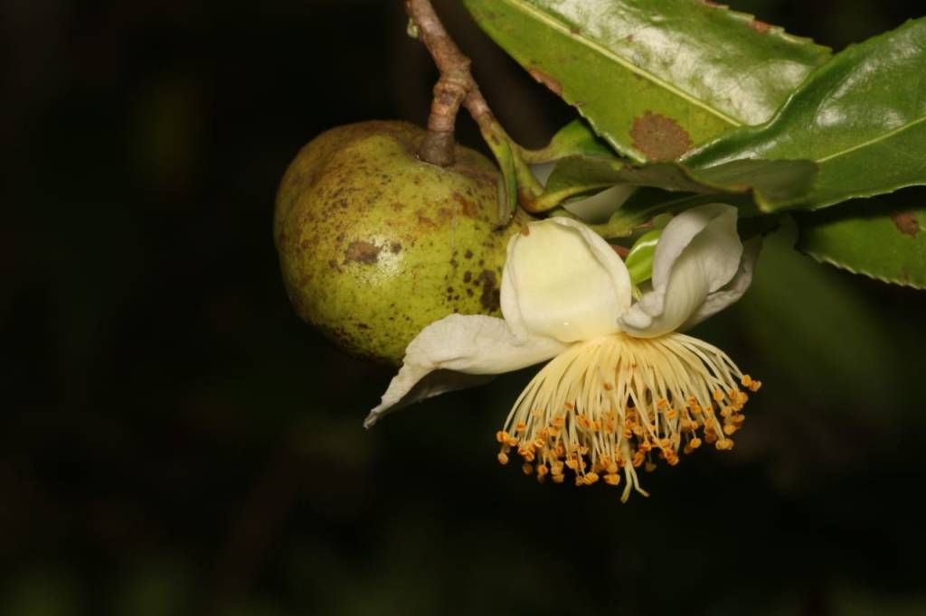 Flor de Chá