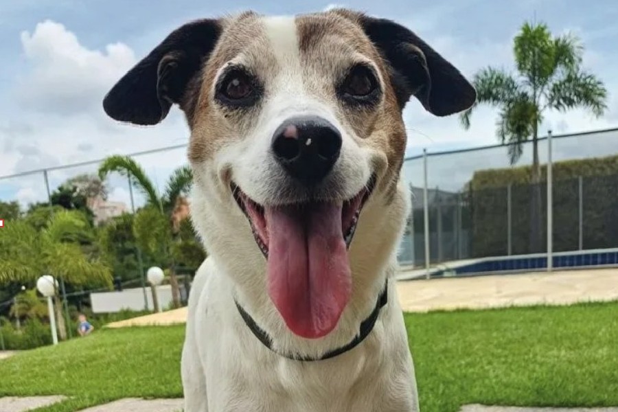 Cachorro de porte médio, branco com manchas marrons no rosto e orelhas pretas, sorrindo com a língua para fora, em um gramado com piscina e árvores ao fundo