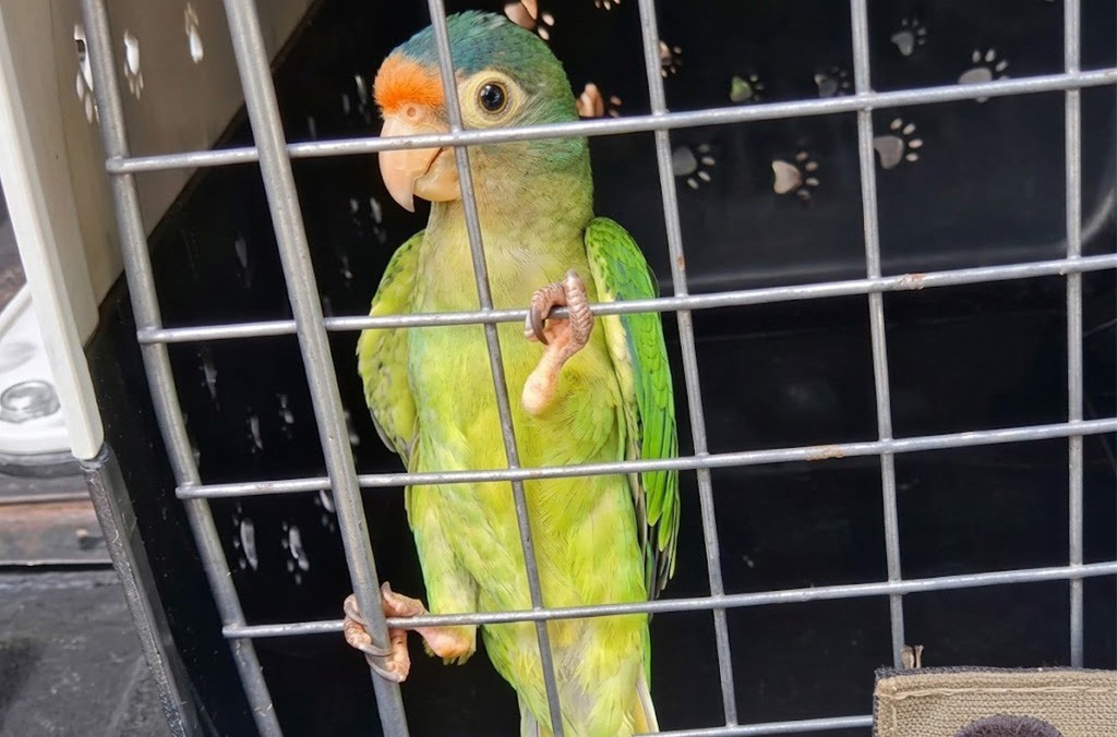 Um periquito verde com cabeça azul e laranja, bico claro, olhando para frente, dentro de uma gaiola de metal com fundo escuro