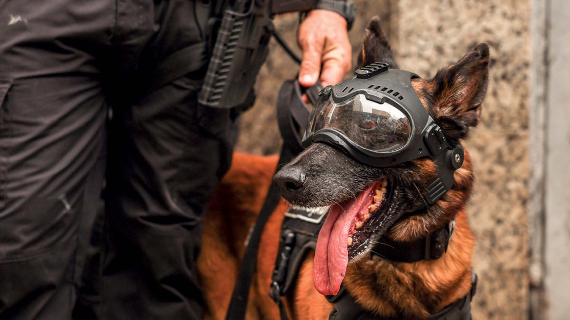 Cão pastor-belga malinois com pelagem marrom e preta, usando óculos de proteção pretos e arreios, com a língua para fora, ao lado de uma pessoa com calça preta e mão segurando uma guia