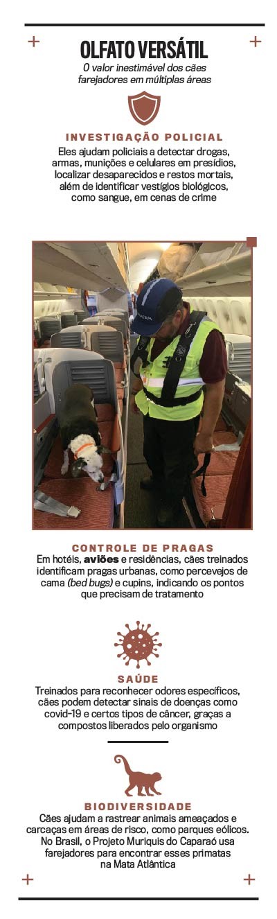 Um homem de boné e colete verde fluorescente guia um cão farejador preto e branco, com coleira laranja, entre os assentos de um avião vazio, inspecionando o chão