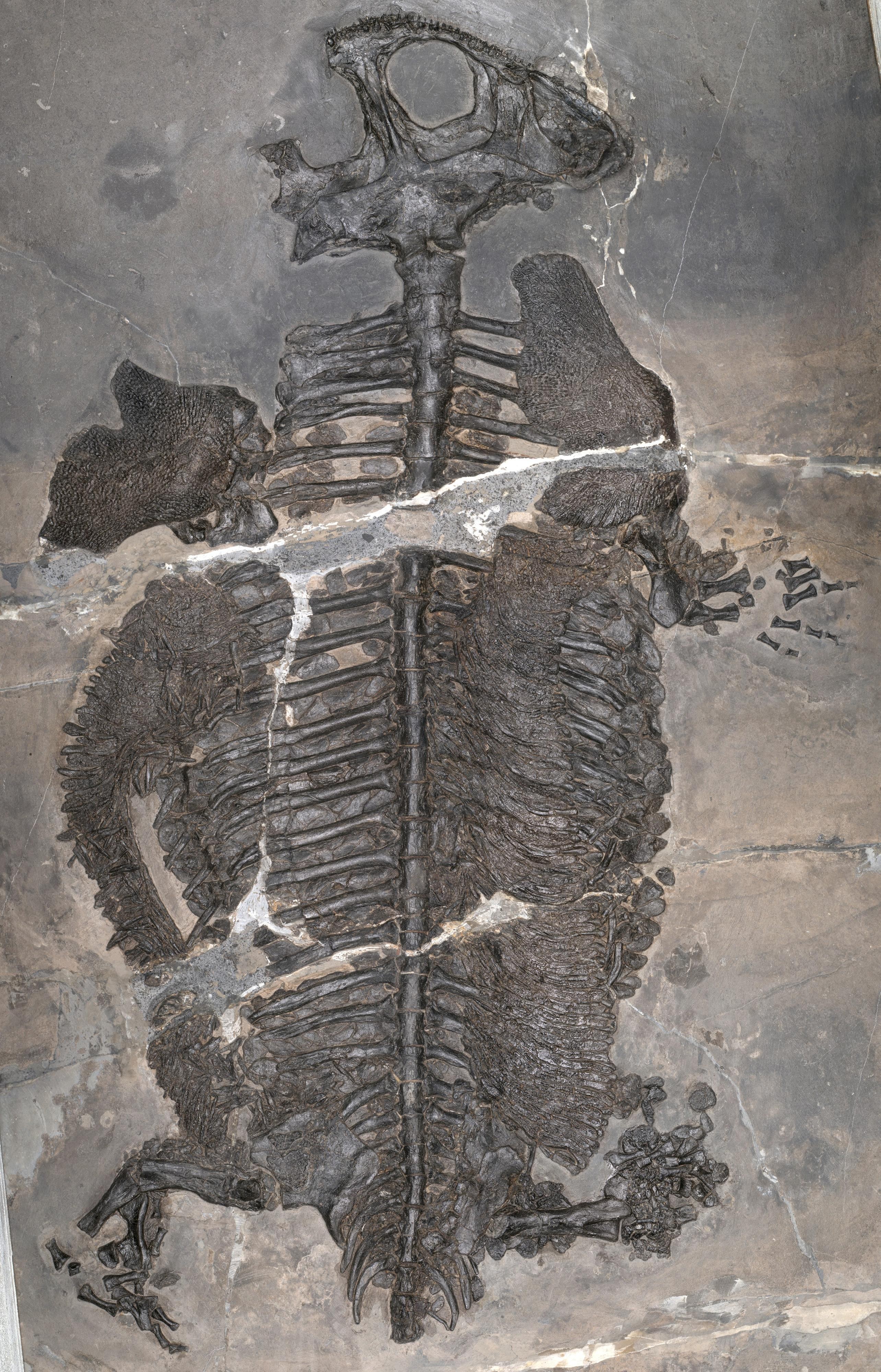 Fóssil de dinossauro com esqueleto completo, incluindo crânio, coluna vertebral, costelas e membros, incrustado em rocha cinza escura com algumas rachaduras brancas