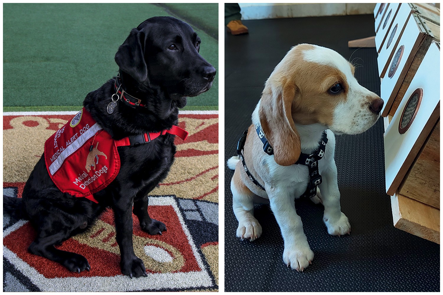 Dois cães em treinamento: um labrador preto com colete vermelho Medical Alert Dog sentado em tapete estampado, e um beagle marrom e branco farejando um painel de madeira com aberturas circulares