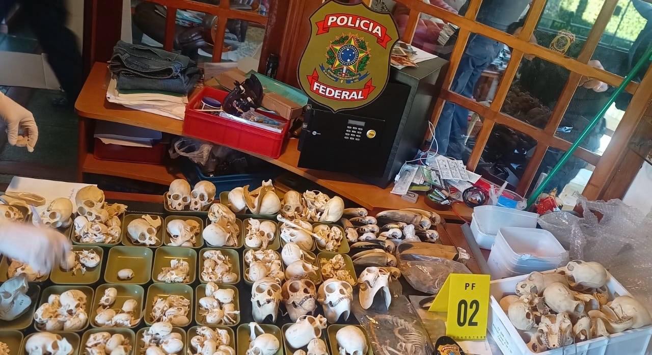 Como PF desmontou quadrilha que traficou ovos de aves silvestres por duas décadas