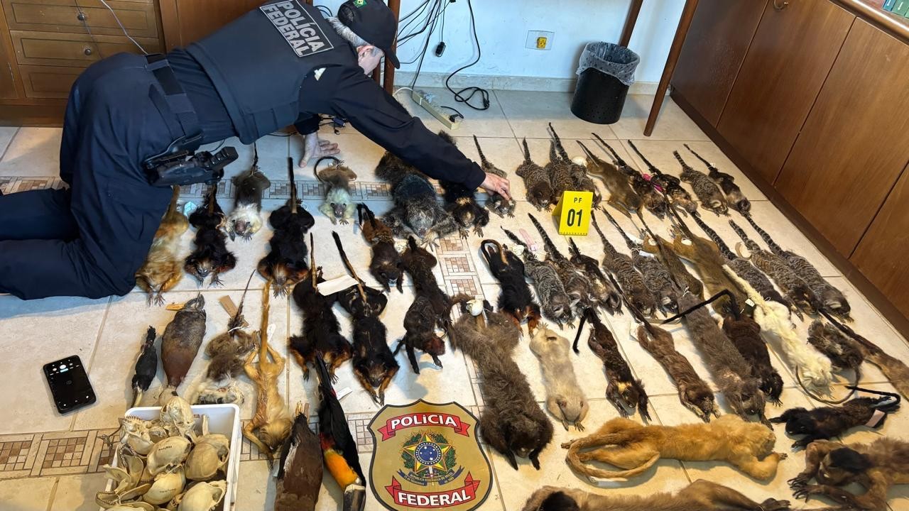 Um policial federal, vestindo colete e calça azul-marinho, ajoelhado no chão, examinando dezenas de animais silvestres mortos e empalhados, incluindo macacos e aves, dispostos em fileiras sobre um piso claro. Um distintivo da Polícia Federal e um telefone celular estão próximos.