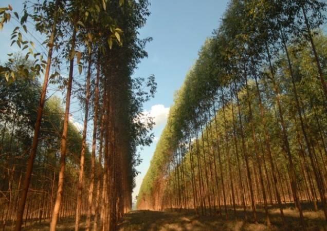 Silvicultura já movimenta quase R$ 50 bi e Minas lidera produção de florestas plantadas