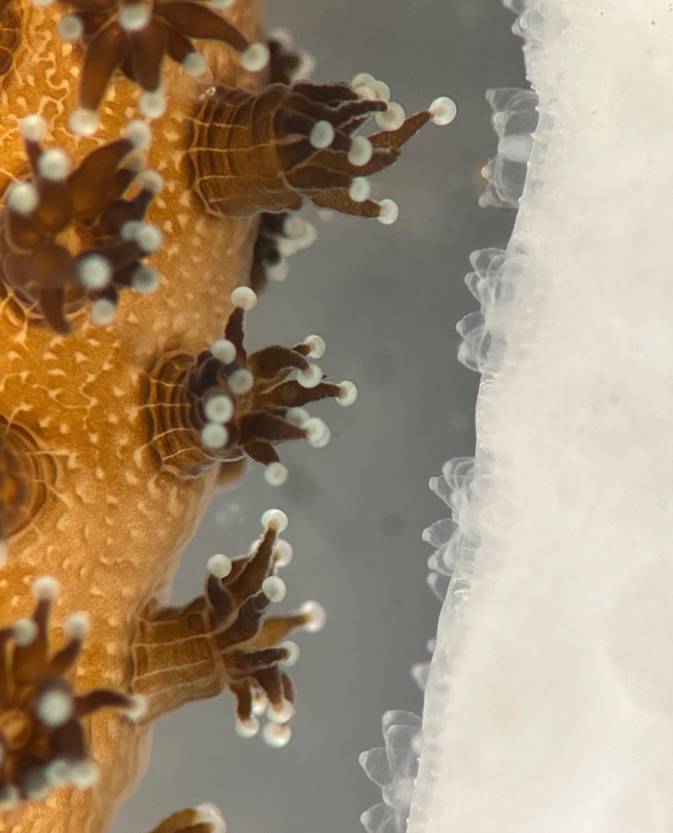 Close-up de um coral marrom-alaranjado com pólipos marrons e pontas brancas, ao lado de uma estrutura translúcida e branca, possivelmente outro coral ou rocha, em um fundo cinza-azulado