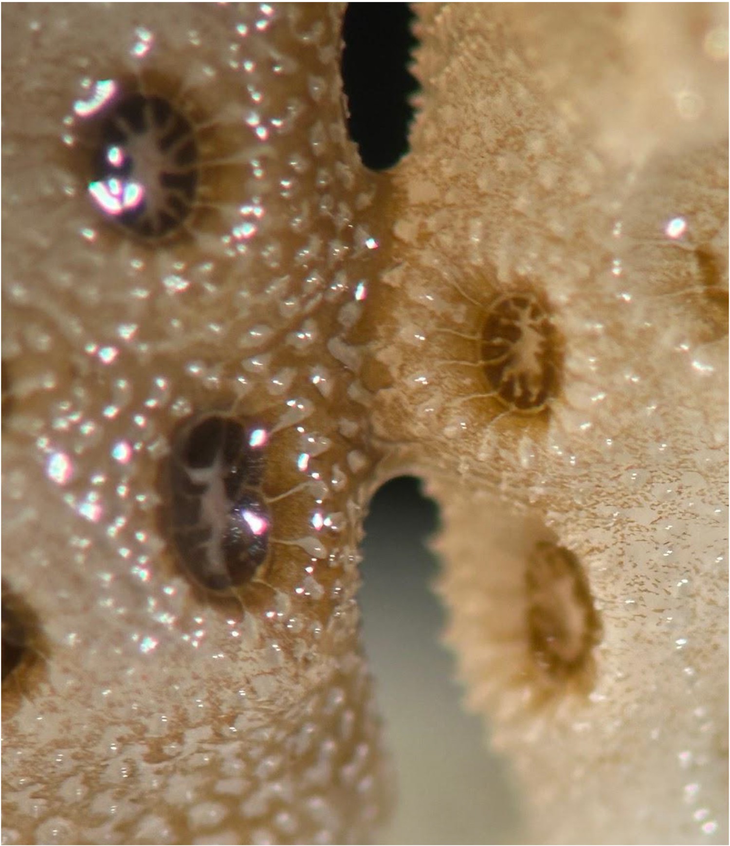Close-up de uma superfície orgânica bege-clara com textura granulada, pontilhada por pequenas bolhas brilhantes. Há três orifícios escuros e ovais, com padrões internos que lembram estrelas ou raios, e um quarto orifício parcialmente visível na borda inferior direita. A imagem revela detalhes microscópicos da superfície